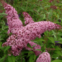Vlinderstruik roze